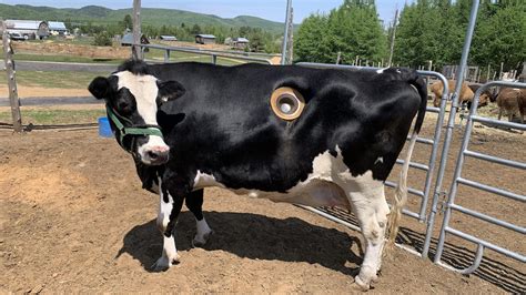 Une retraite bien méritée pour Candy, la vache